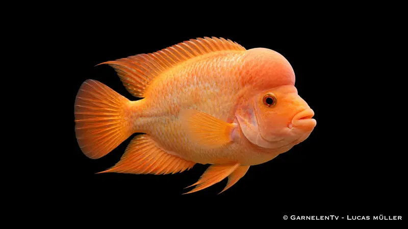 Flamingobuntbarsch - Amphilophus labiatus