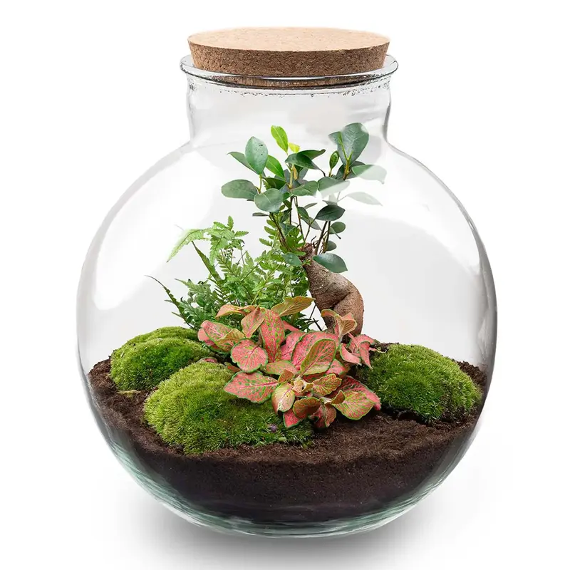 Flaschengarten DIY Set 'Bolder Bob Bonsai' – Ihr autarkes Mini-Ökosystem zum Selbermachen 🌳✨ - ES+