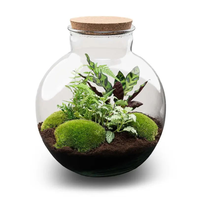 Flaschengarten DIY Set 'Bolder Bob' – Ihr autarkes Mini-Ökosystem ohne Gießen 💧 - ES+