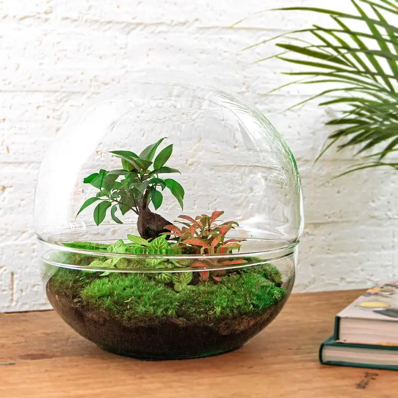 Flaschengarten DIY Set 'Dome XL Bonsai' – Ihr autarkes Biotop mit Profi-Werkzeug 🌳🛠️ - ES+