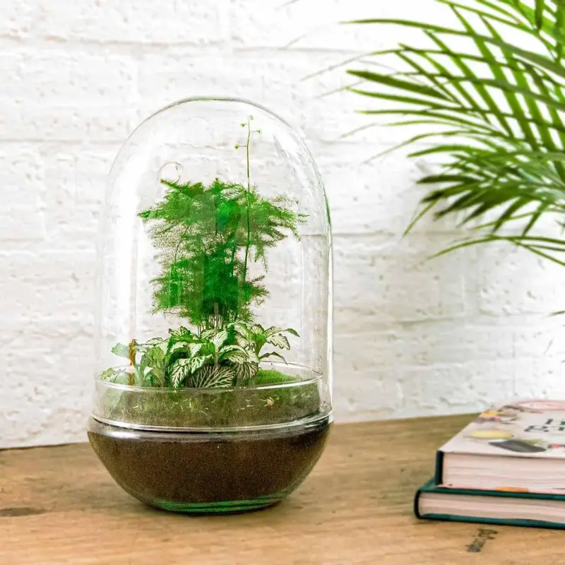 Flaschengarten DIY Set 'Egg XL' – Ihr großes, autarkes Mini-Ökosystem 🥚💚 - ES+