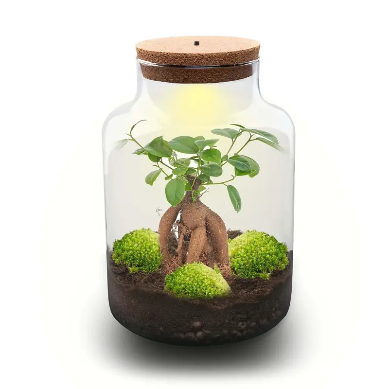 Flaschengarten DIY Set 'Milky Bonsai' – Dein autarkes Mini-Ökosystem ohne Gießen 🌳🥛 - ES+