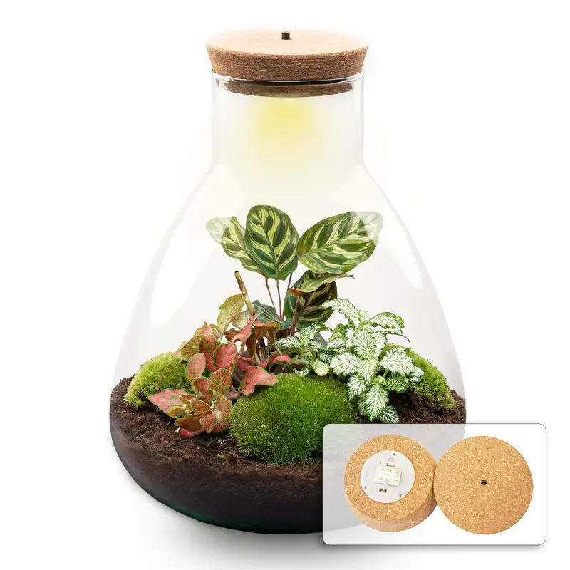 Flaschengarten DIY Set 'Sam Calathea' mit LED-Lampe – Ihr autarkes Mini-Biotop zum Selbermachen 💚 - ES+