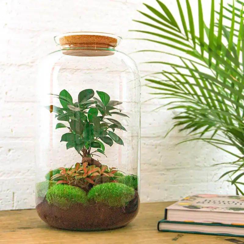 Flaschengarten DIY Set 'Sven Bonsai' – Dein autarkes Biotop mit Profi-Werkzeug 🌳✂️ - ES+