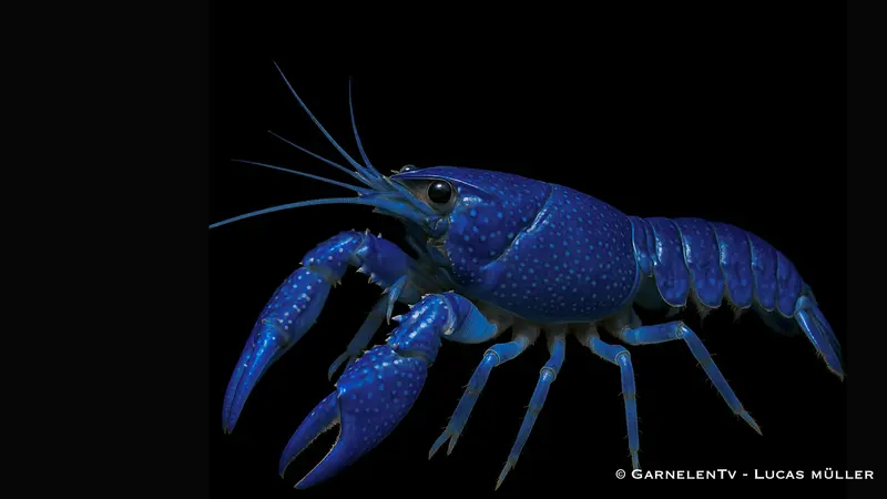 Florida Krebs - Procambarus alleni