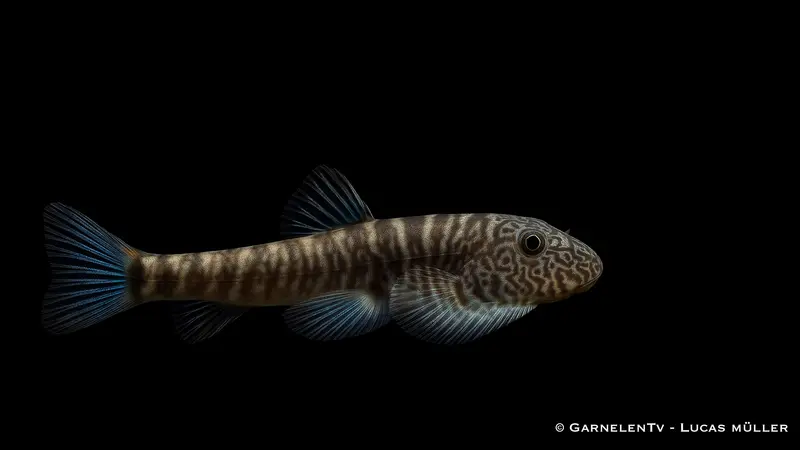 Flossensauger "Blue Tail" - Gastromyzon spec. blue tail