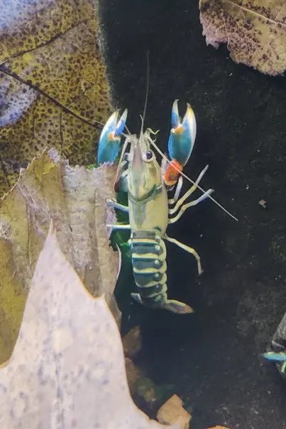Flusskrebs Cherax Peacock - Cherax sp.