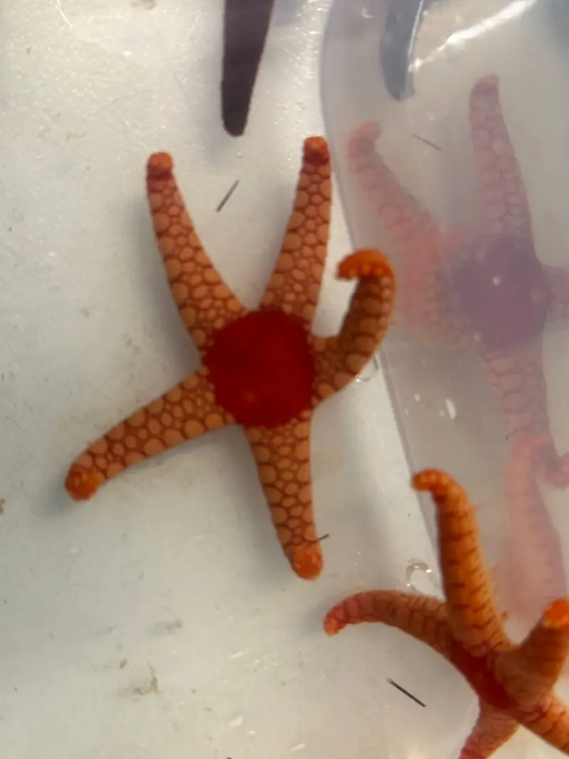 Fromia monilis - Perlen-Seestern