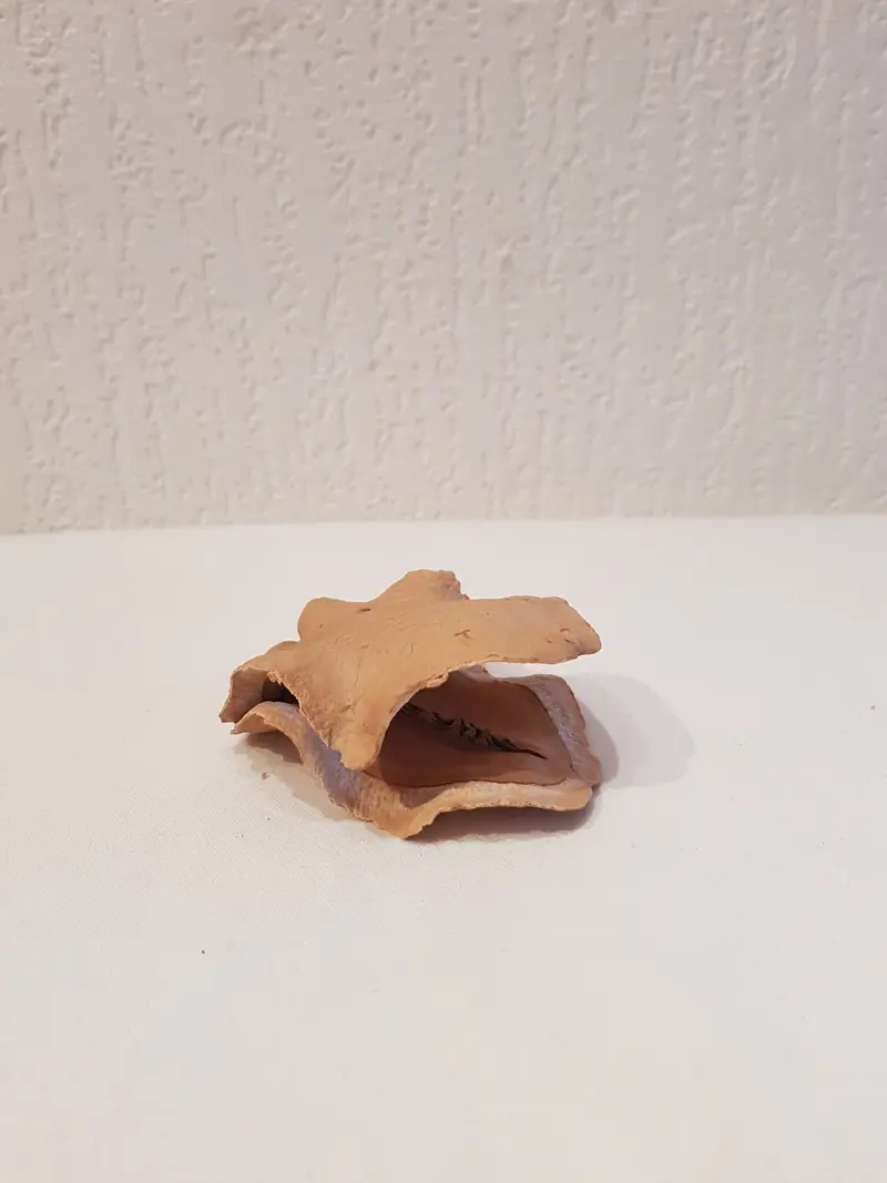 Froschmaulschote klein ca. 7cm für Garnelen, Krebse, Welse Aquarium Nano Deko