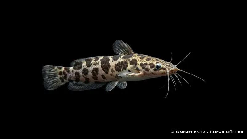 Froschwels Gescheckt XL - Clarias batrachus