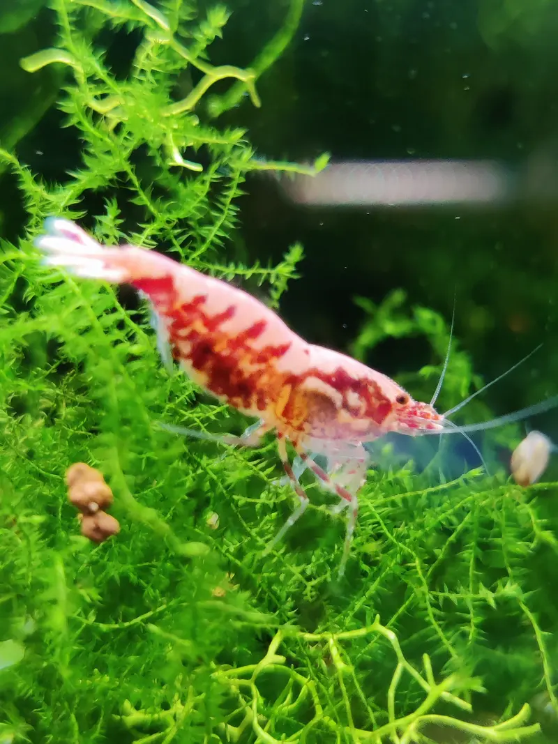 Galaxy Fishbone aus Skyfish Galaxy Boa - DNZ