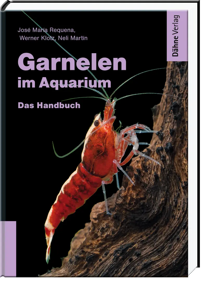 Garnelen im Aquarium