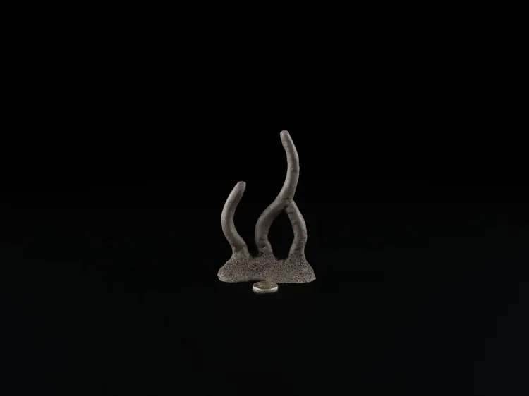 Garnelenstamm Mix 16-18 cm