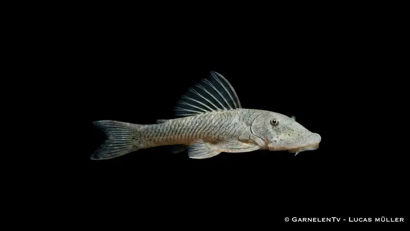 Gebirgsbachwels - Chaetostoma thomasi