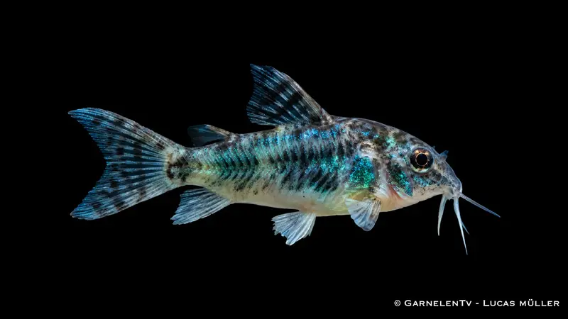Gefleckter Panzerwels  - Corydoras paleatus (DNZ)