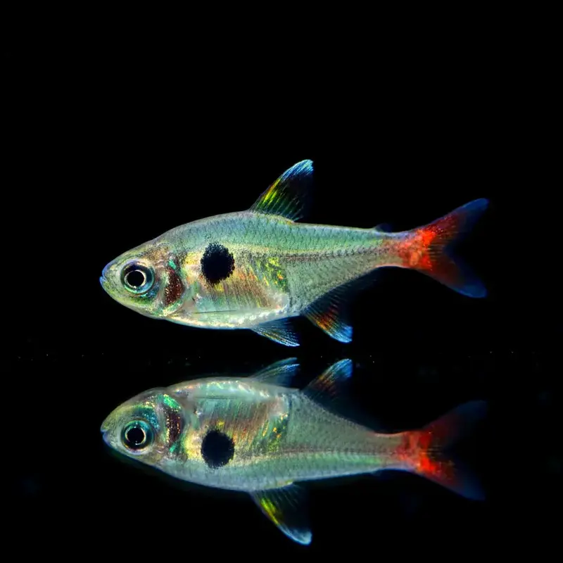Gelber Phantomsalmler – Hyphessobrycon roseus