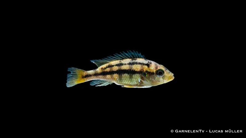 Gelber Viktoria Maulbrüter - Haplochromis rock kribensis - (DNZ)