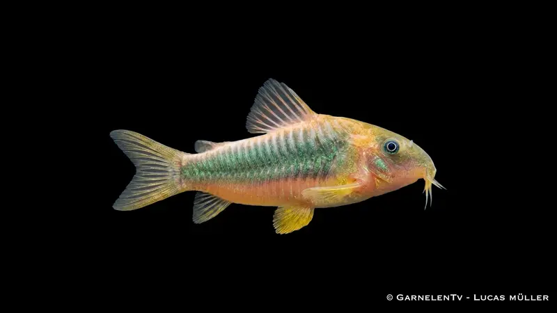 Gelbflossenpanzerwels XL - Osteogaster melanotaenia