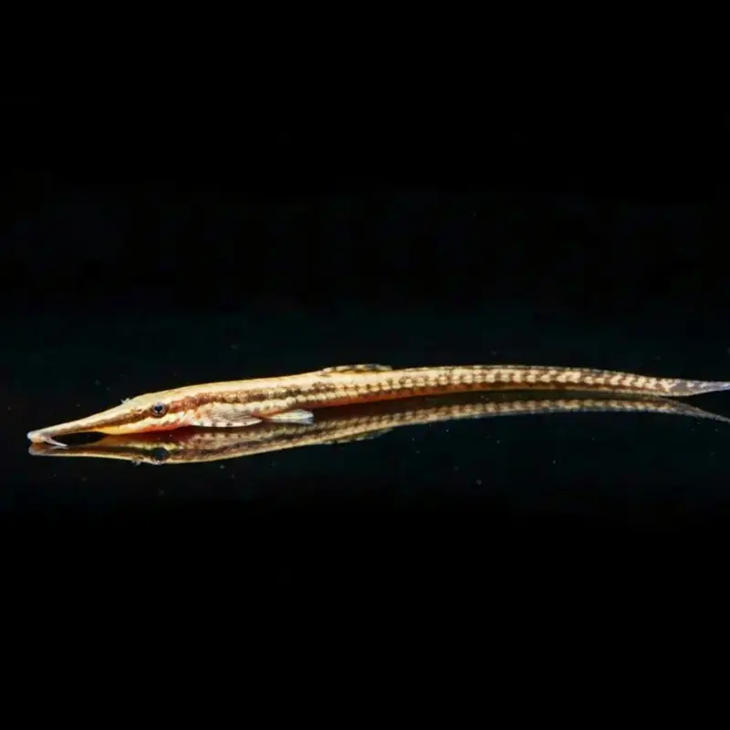 Gemeiner Nadelwels – Farlowella acus 🐟🌿