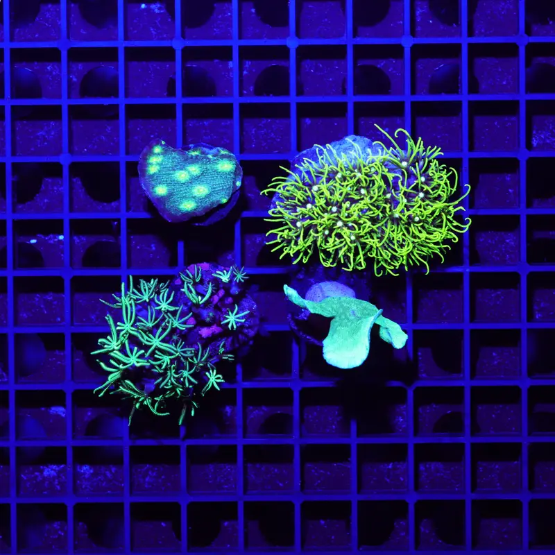 Gemischtes Korallen 4er Spar-Paket – Pavona, Echinopora, Tubipora & Briareum
