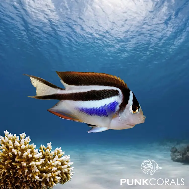 Genicanthus bellus Pracht-Lyrakaiserfisch