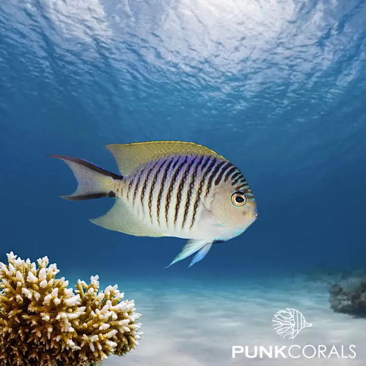 Genicanthus melanospilos Pazifischer Zebrakaiserfisch