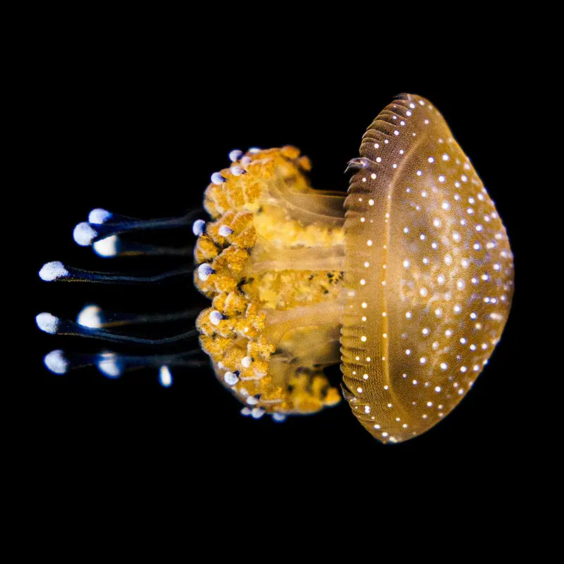 Gepunktete Wurzelmundqualle Polypen (Phyllorhiza punctata)