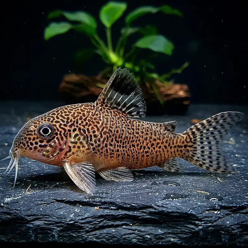 Gepunkteter Panzerwels – Hoplisoma punctatum 🐟🌿