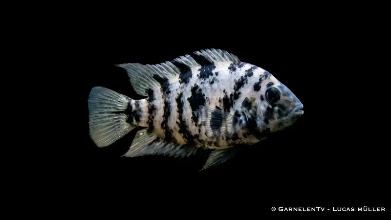 Gescheckter Zebrabuntbarsch - Amatilapia nigrofasciata Marbled