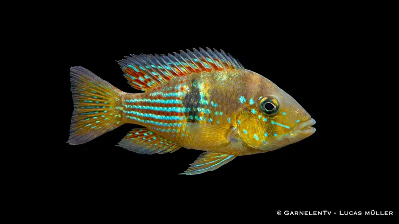 Gestreifter Erdfresser - Gymnogeophagus rhabdotus