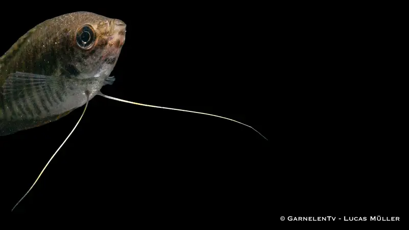 Gestreifter Fadenfisch - Trichopodus fasciata