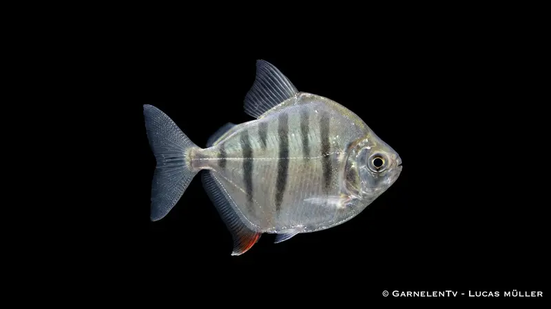 Gestreifter Scheibensalmler - Metynnis fasciatus
