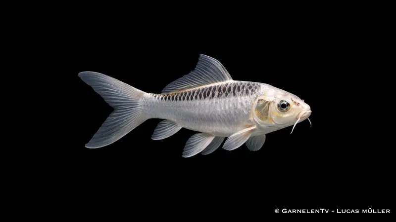 Ghost Koi - Cyprinus Carpio (6-9cm)