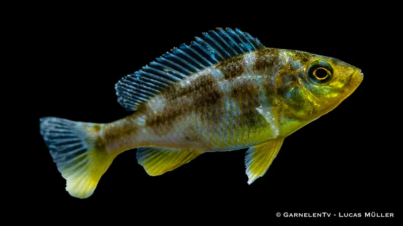Giraffenbarsch - Nimbochromis venustus - DNZ