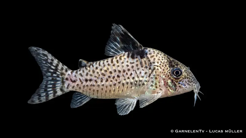 Glänzender Leopardpanzerwels - Corydoras ambiacus