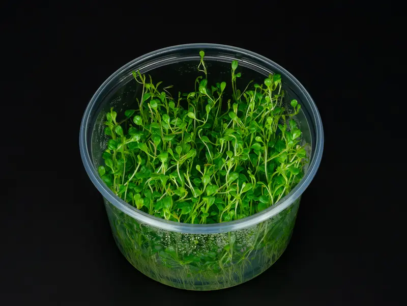 Glossostigma elatinoides