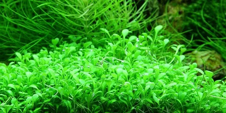 Glossostigma elatinoides - In vitro Cup