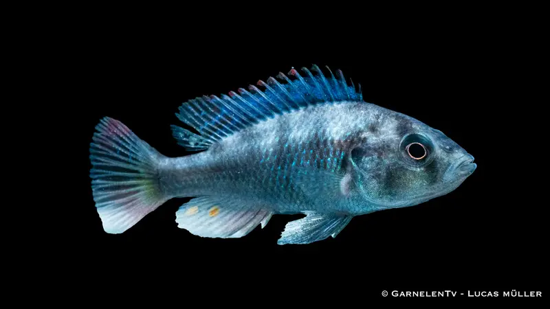Glühkohlenmaulbrüter - Astatotilapia nubila (DNZ)