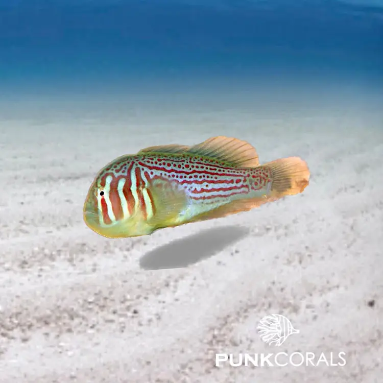 Gobiodon histrio / rivulatus - Blaupunkt-Korallengrundel