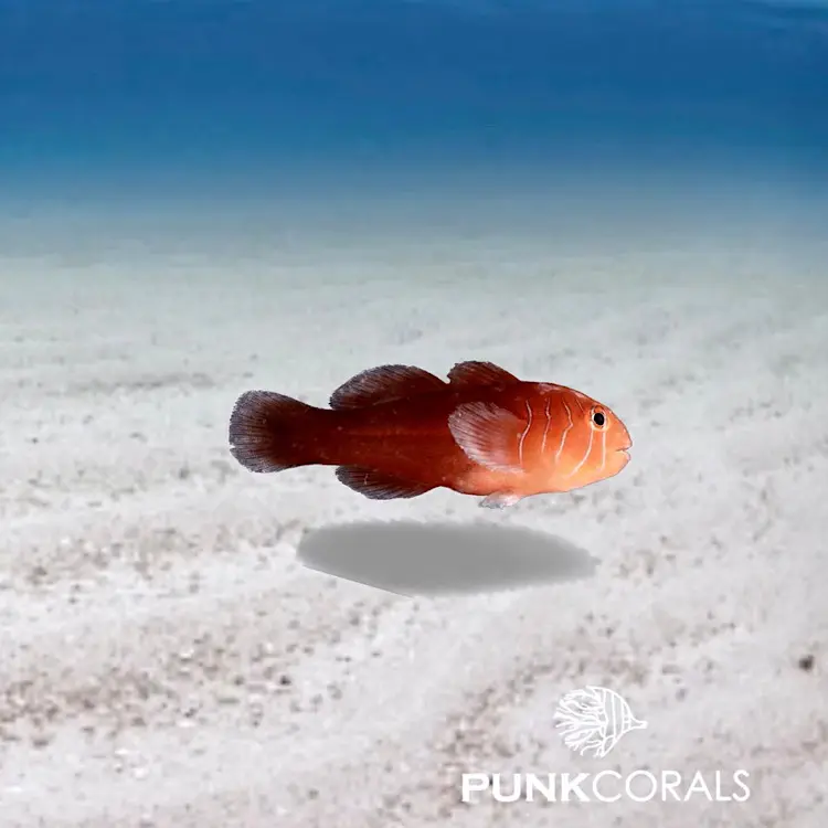 Gobiodon quinquestrigatus Fünfstreifen-Korallengrundel