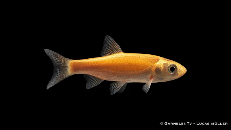 Goldelritze - Pimephales promelas (4-6 cm)