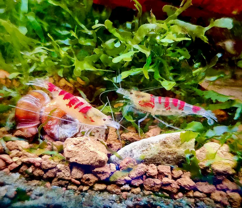 Golden Dragon Bee / Red Calceo Bee - Cardidina