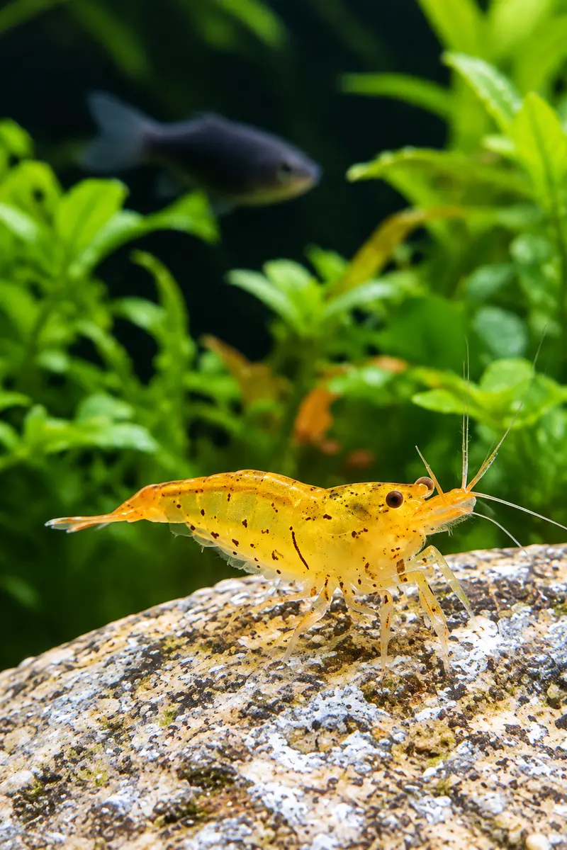 Goldene Tigergarnelen - Caridina