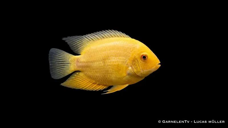 Goldener Augenfleck Buntbarsch - Heros severum Gold