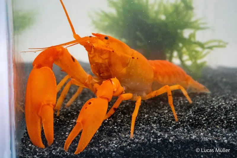 Goldener Cherax - Cherax cf. snowden