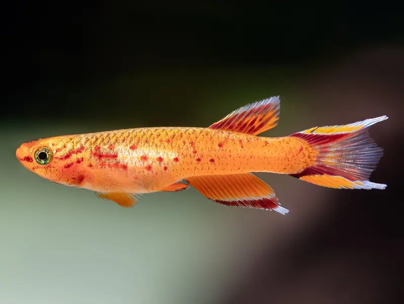 Goldener Prachtkärpfling