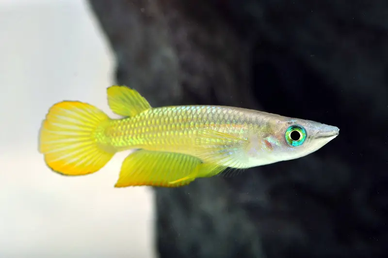 Goldener Streifenhechtling – Aplocheilus lineatus Gold