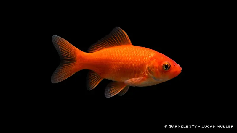 Goldfisch - Carassius auratus auratus (9-12cm)