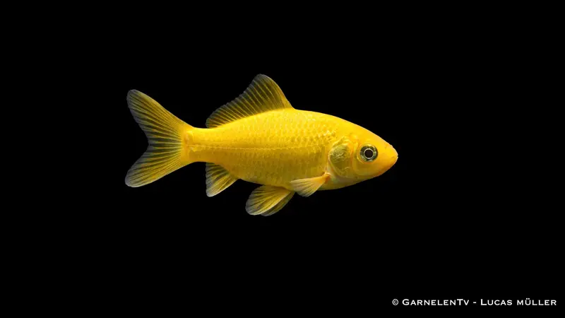 Goldfisch Gelb - Carassius auratus auratus (6-9 cm)
