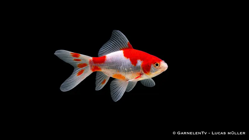 Goldfisch Sarasa - Carassius auratus auratus (6-9 cm)